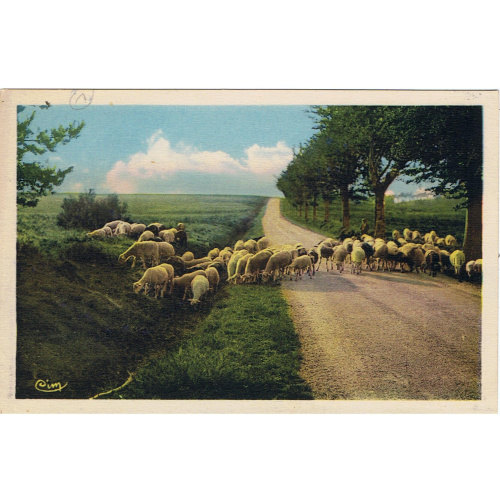 Moutons sur les hauts plateaux de Corrèze ( 19 ) / Ed. CIM
