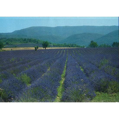 Champ de lavande (Provence), neuve