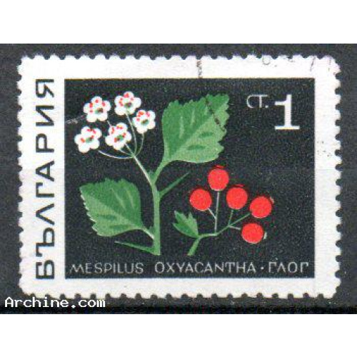 Bulgarie Yvert N°1648 oblitéré 1968 Plante médicinale MESPILUS