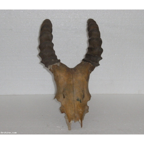 Trophée de chasse ancien - Cornes d'animal 45 cm